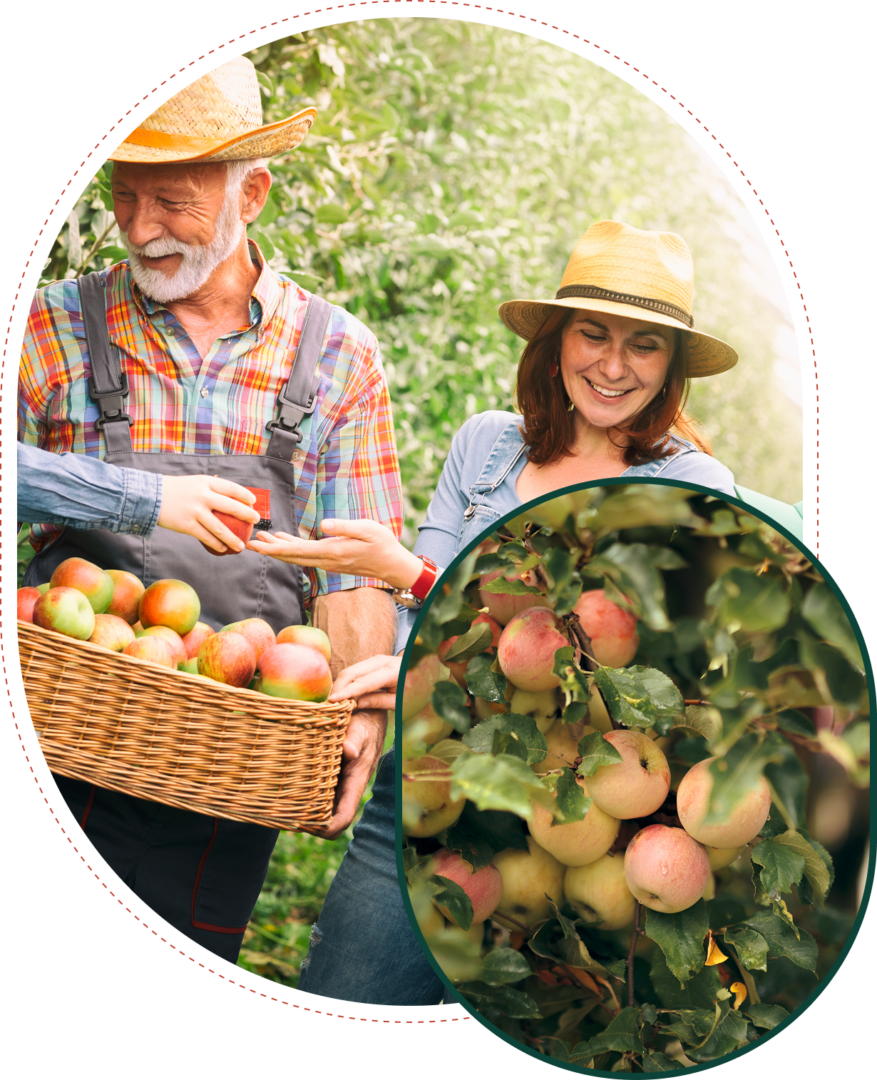 Group 1 Farmers harvesting apples in orchard.