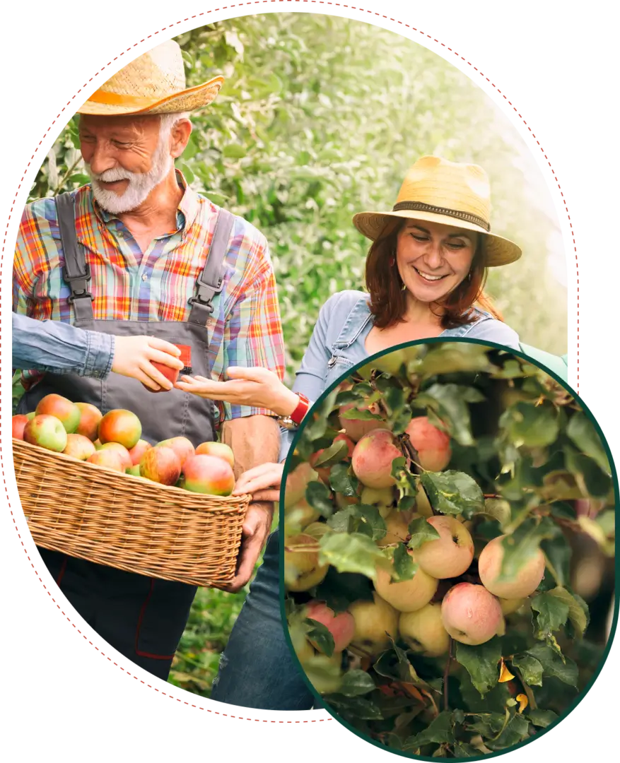 Farmers harvesting apples in orchard.