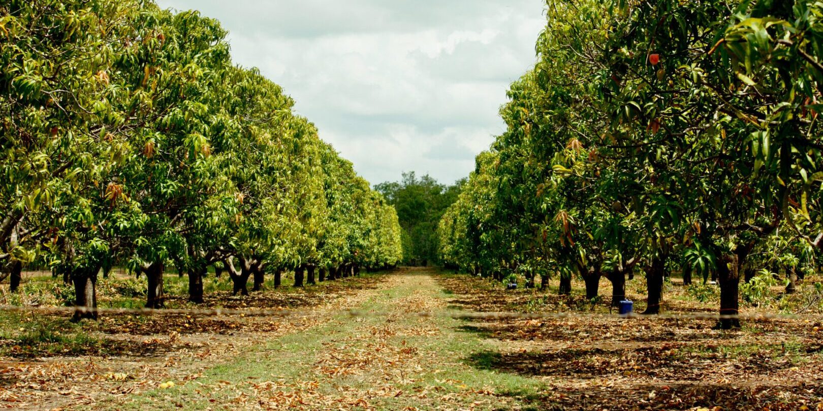 Mango orchard with trees in rows.