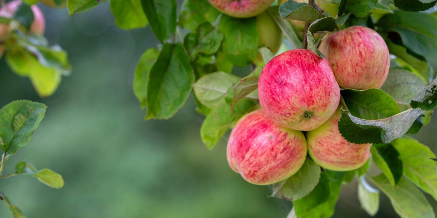 Red apples hanging on a tree branch.